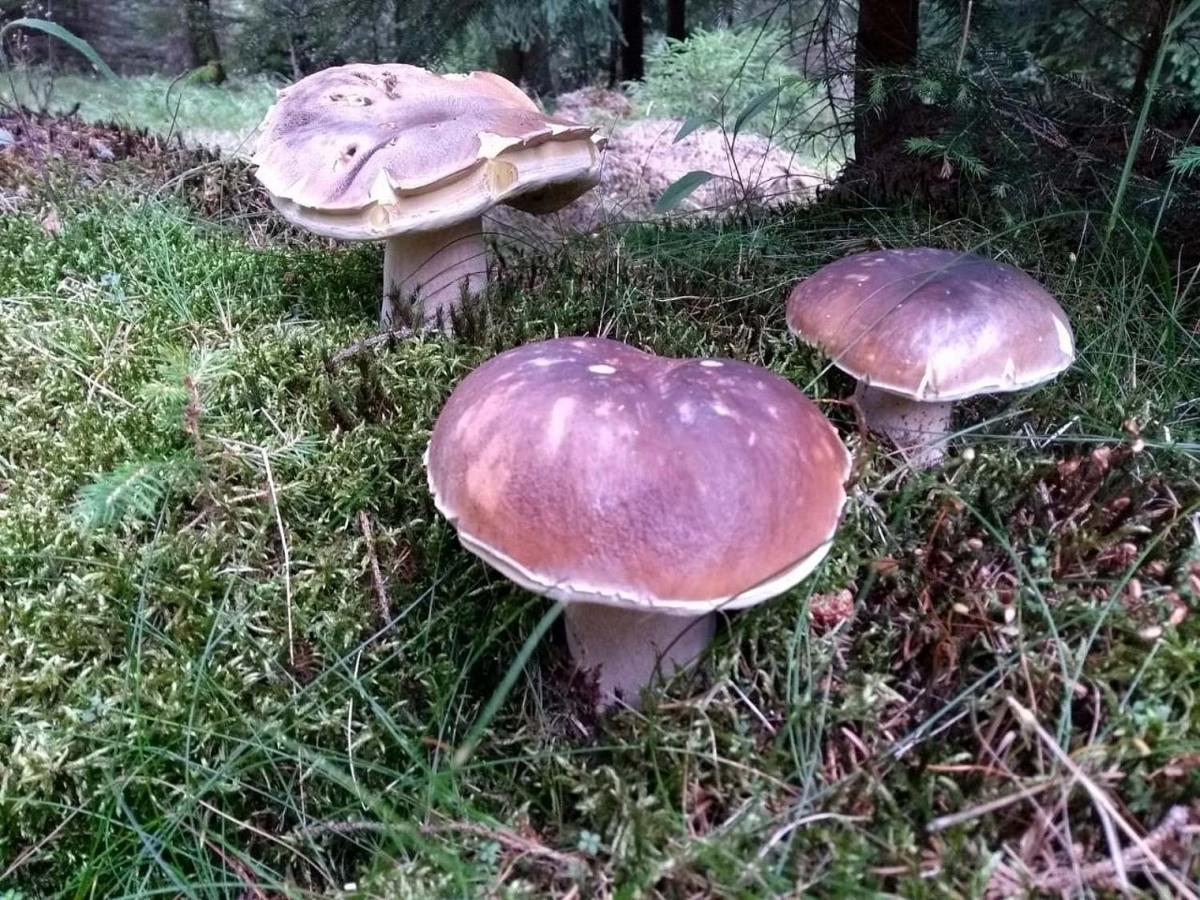 Chalupa Měděnecká Kovářská Esterno foto